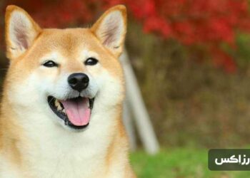 shiba-inu-mixes